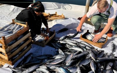 The abundance of bonito continues! The price dropped to 35 TL, the fisherman asked for a break
