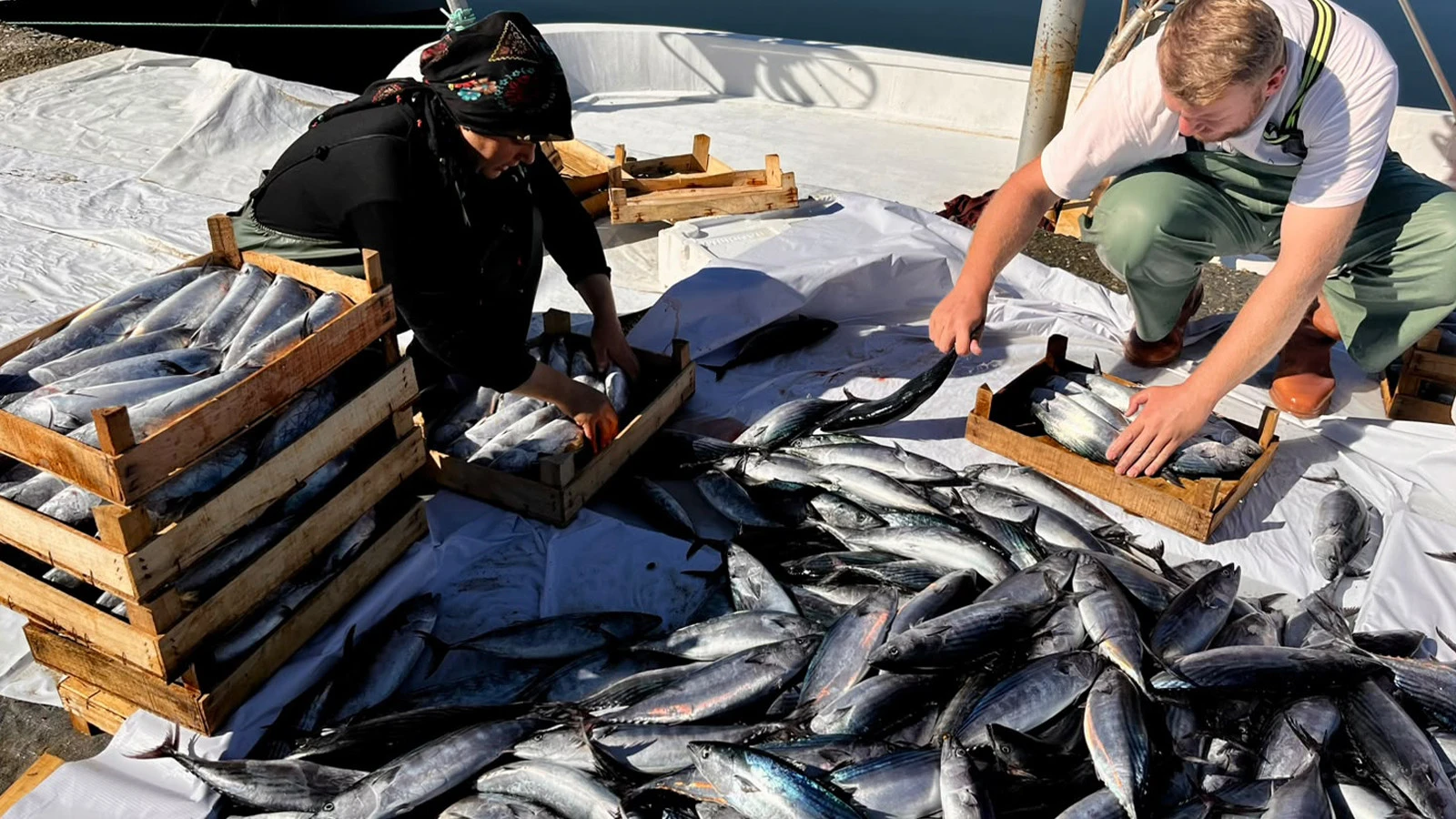 The abundance of bonito continues! The price dropped to 35 TL, the fisherman asked for a break