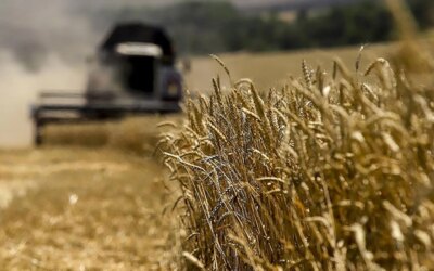 Wheat prices are at their lowest in 2.5 years