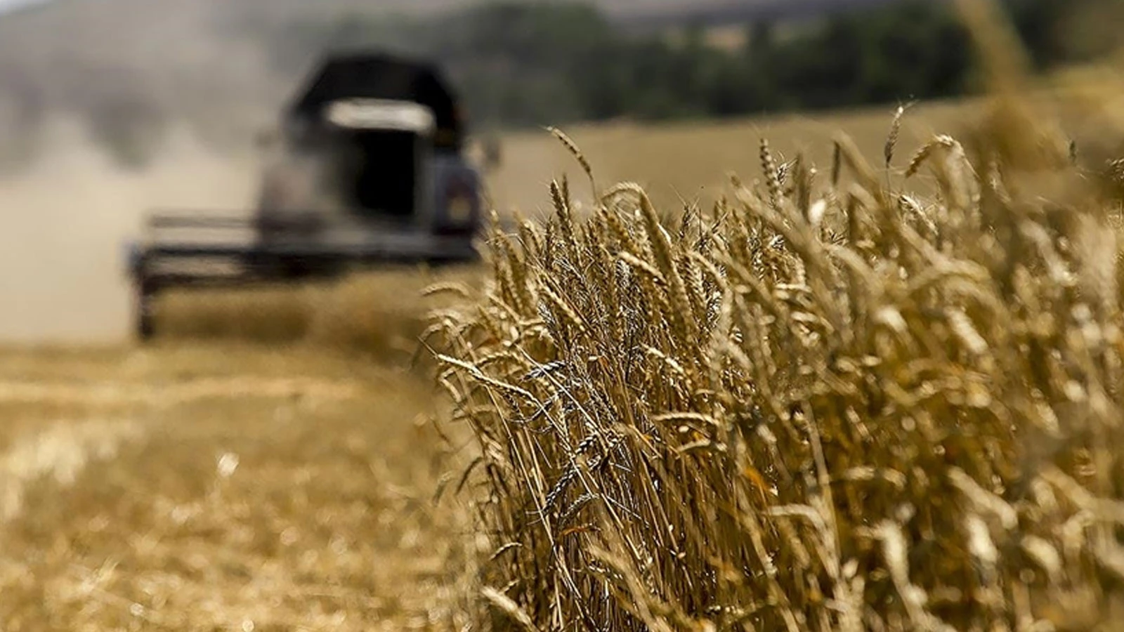 Wheat prices are at their lowest in 2.5 years